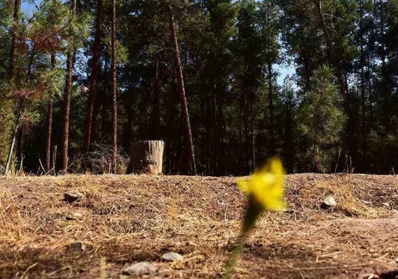 جنگل پردیسان قائم