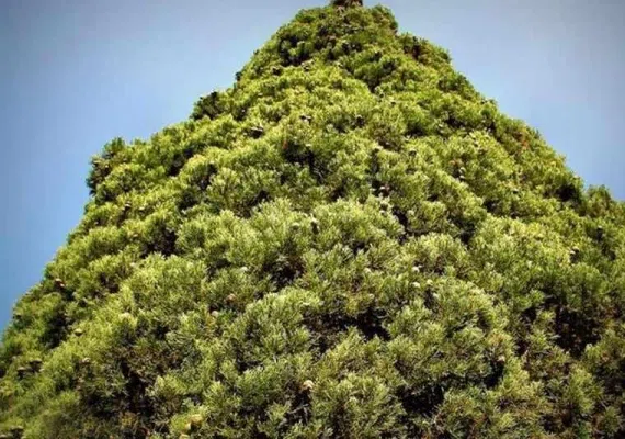 درخت سرو ابرکوه 4500 ساله