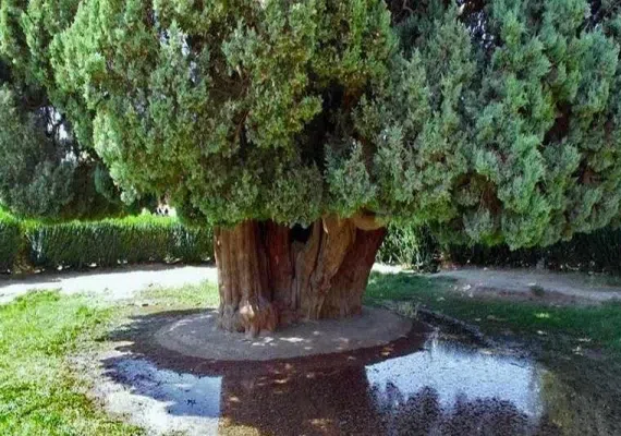 درخت سرو ابرکوه 4500 ساله