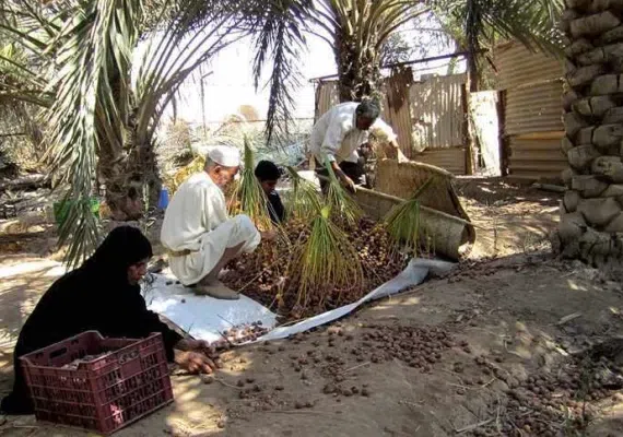 جزیره مینو
