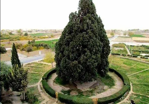 درخت سرو ابرکوه 4500 ساله