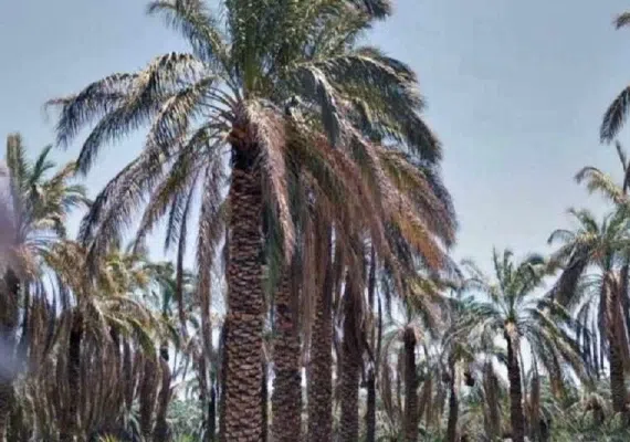 روستای بروات