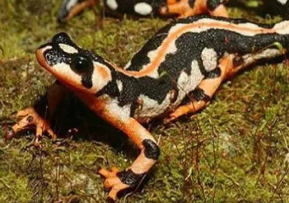 منطقه شکار ممنوع شو و لندر