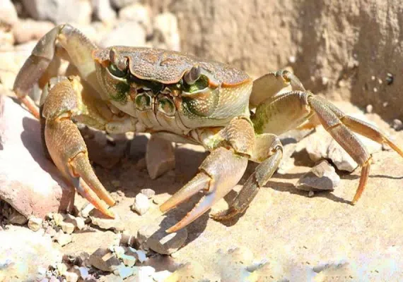 منطقه حفاظت شده ارس سیستان