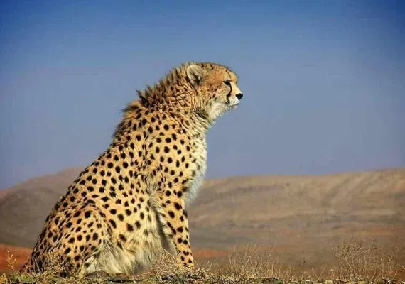 پناهگاه حیات وحش میاندشت