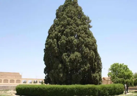 درخت سرو ابرکوه 4500 ساله