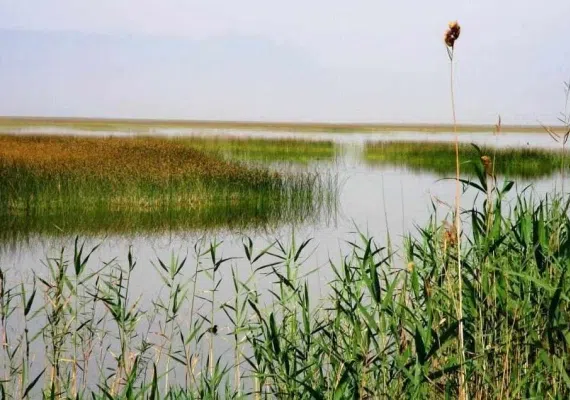 تالاب شادگان
