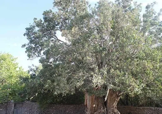 درخت کهنسال پسته رفسنجان
