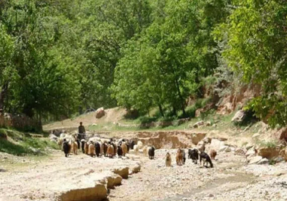 روستای استاد