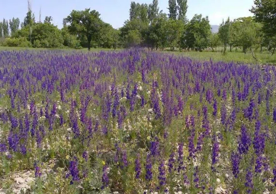 روستای چهارطاق گوغر