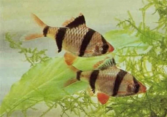 سد شیرین دره