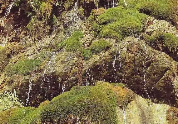 تیگران