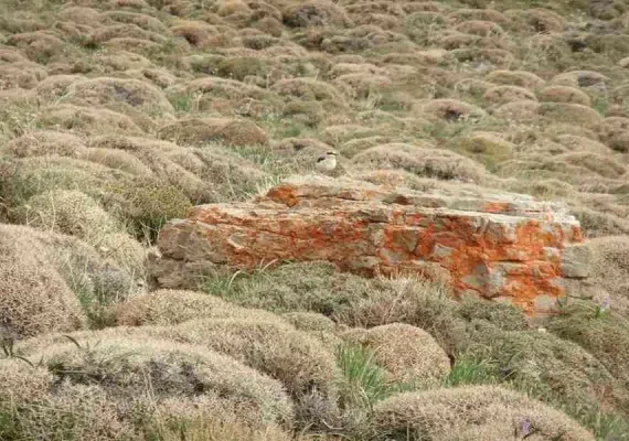 منطقه حفاظت شده ارس سیستان