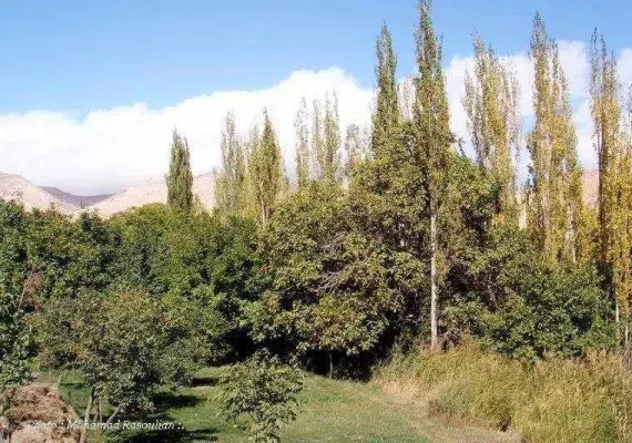 منطقه انگورستانی