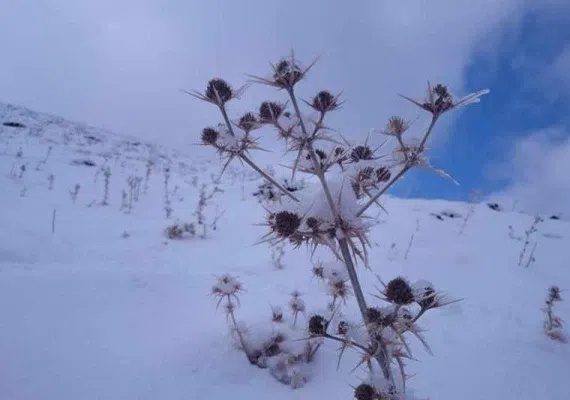 روستای برفریز