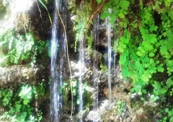 منطقه انگورستانی