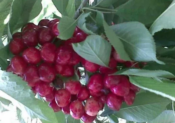 روستای رشوانلو