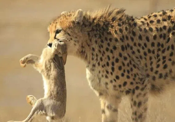 پناهگاه حیات وحش میاندشت