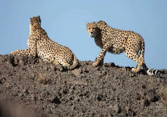 پناهگاه حیات وحش میاندشت