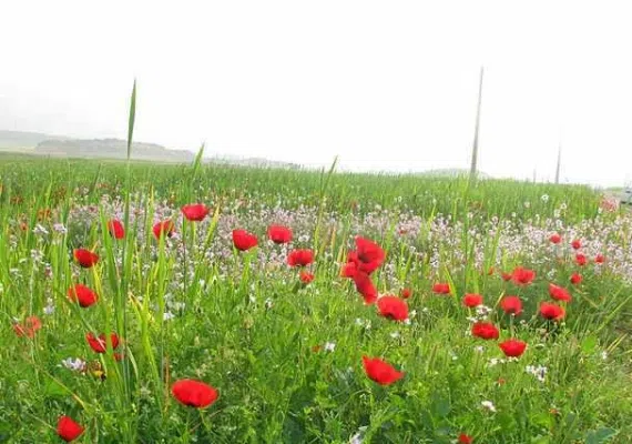 دشت چم آسیاب