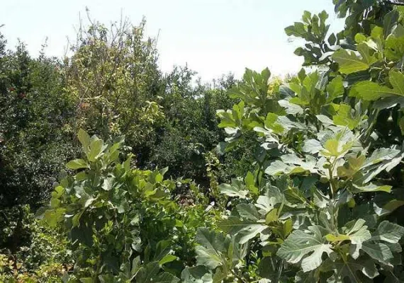 روستای خورزان