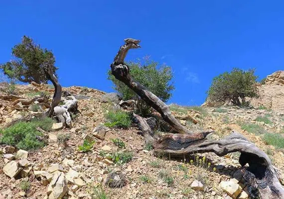 منطقه حفاظت&zwnj;شده قرخود