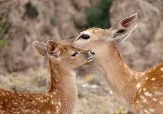 منطقه حفاظت&zwnj;شده قرخود