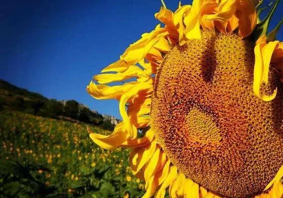 منطقه نمونه گردشگري کشانک