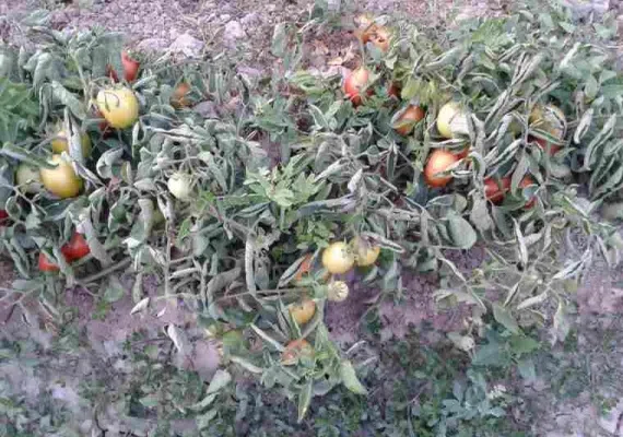 روستای رشوانلو