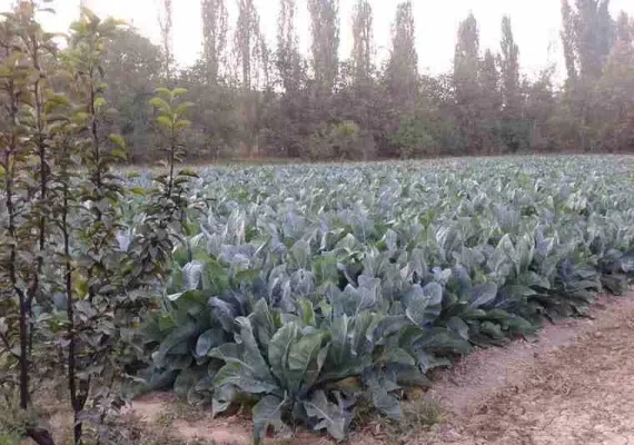 روستای رشوانلو