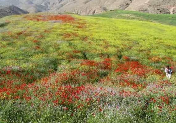 دشت شیمبار
