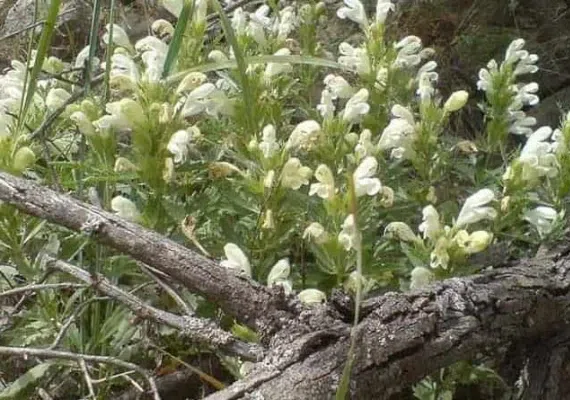 روستا کاستان