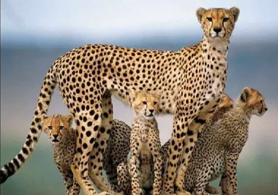 پناهگاه حیات وحش میاندشت