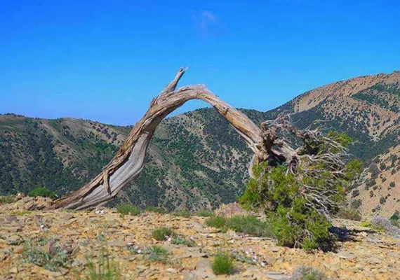 منطقه حفاظت&zwnj;شده قرخود