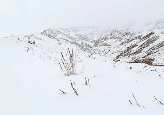 تیگران
