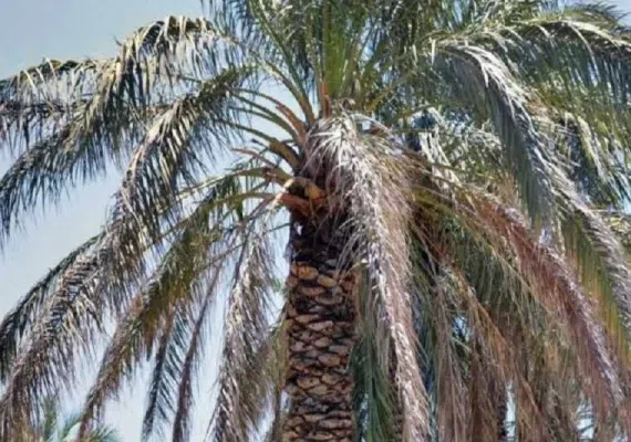 روستای بروات