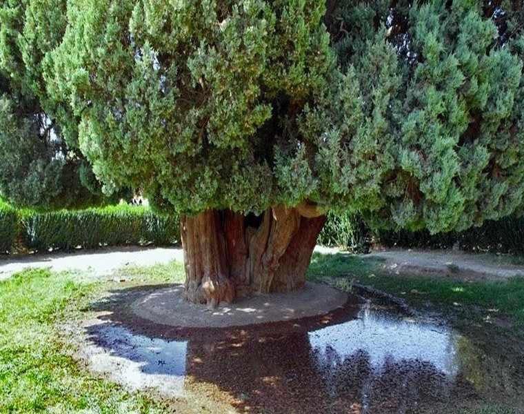 عکس درخت سرو ابرکوه 4500 ساله