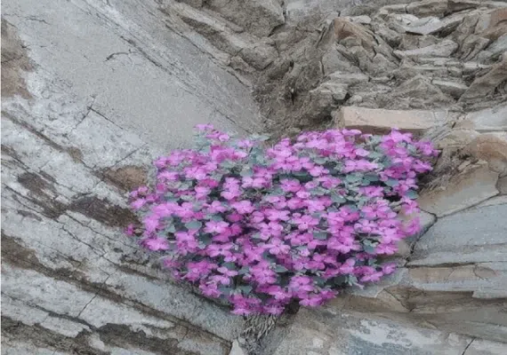 مجموعه سدهای گشکندر شهرستان کهنوج