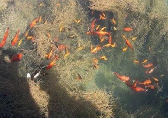 آکواریوم طبیعی درگزک