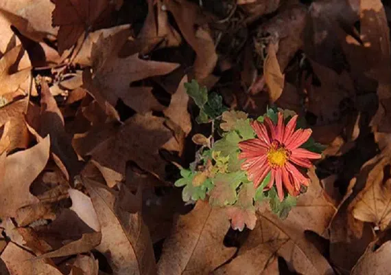 باغ شازده زرند