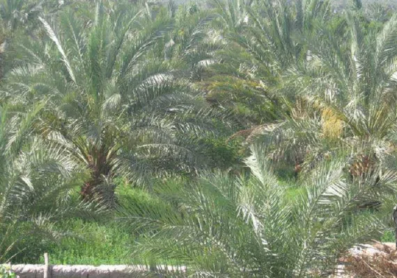 روستای خواجه عسکر