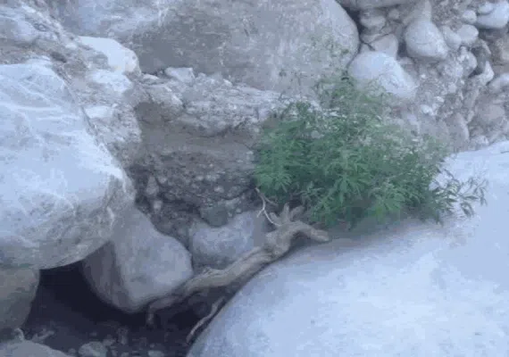 منطقه کوهستانی درباغ قلعه گنج