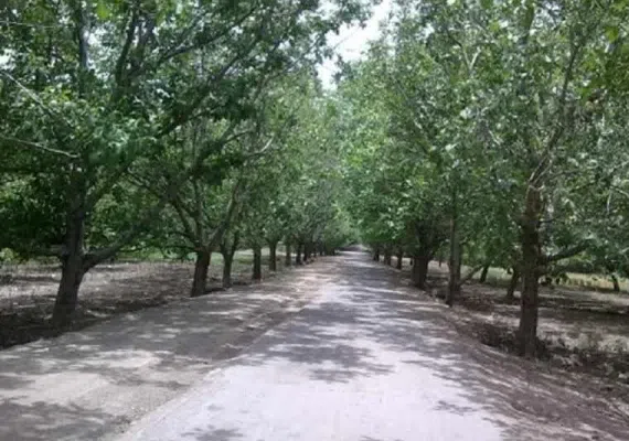 روستا کلدان