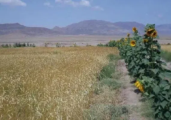 روستای شریف آباد راور