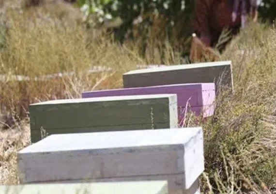 روستای بیدخوان بردسیر