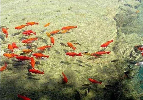 آکواریوم طبیعی درگزک