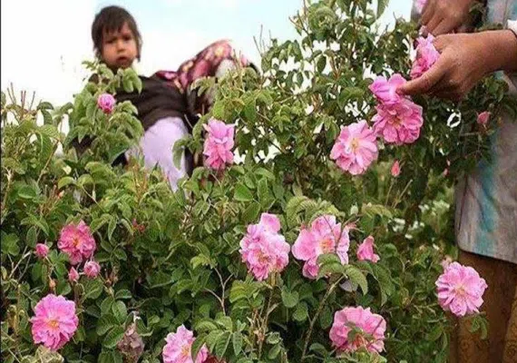 لاله زار کرمان کجاست