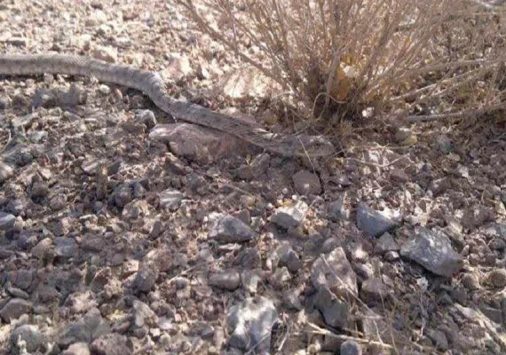منطقه حفاظت شده کوه آسیاب