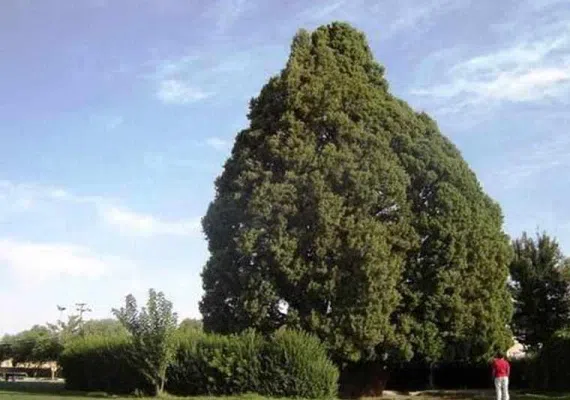 درخت سرو ابرکوه 4500 ساله