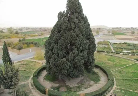 درخت سرو ابرکوه 4500 ساله